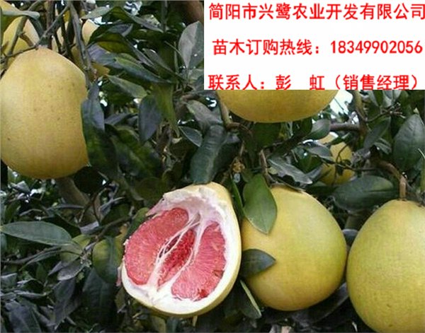 重庆红心柚苗价格，重庆红心柚苗批发，重庆红心柚苗特点