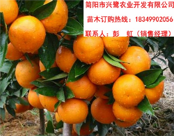 重庆柑橘苗基地，重庆大雅柑树苗价格，重庆大雅柑树苗批发