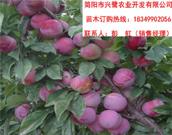 重庆李子苗基地，李子苗品种，重庆脆红李苗特点