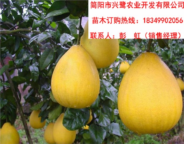 四川柚子苗基地，四川柚子苗价格，四川柚子苗批发