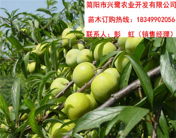四川李子苗品种，四川李子苗特点，四川李子苗价格
