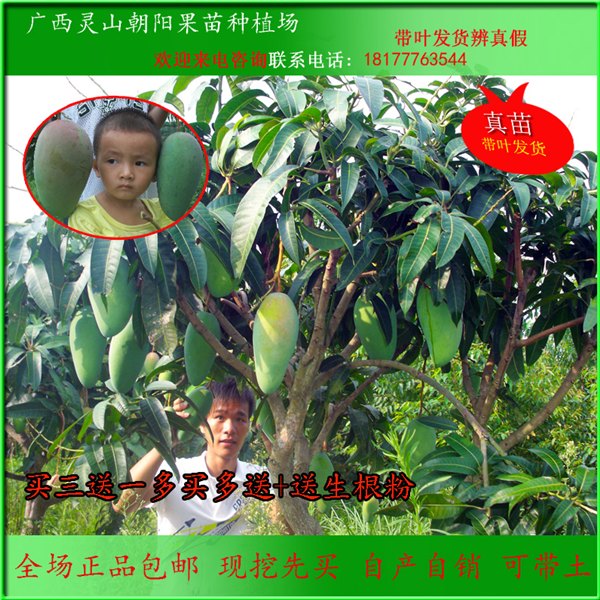 芒果树苗 金煌台农一号 凯特芒 庭院盆栽地栽 经济水果苗木