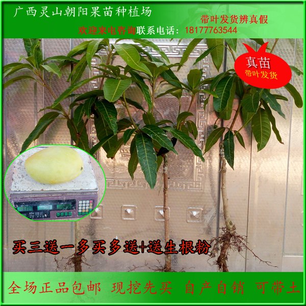 芒果树苗贵妃芒果苗凯特芒庭院盆栽地栽 经济水果苗木