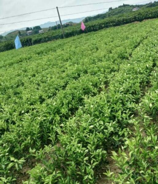 冰糖橙树苗冰糖橙树苗价格