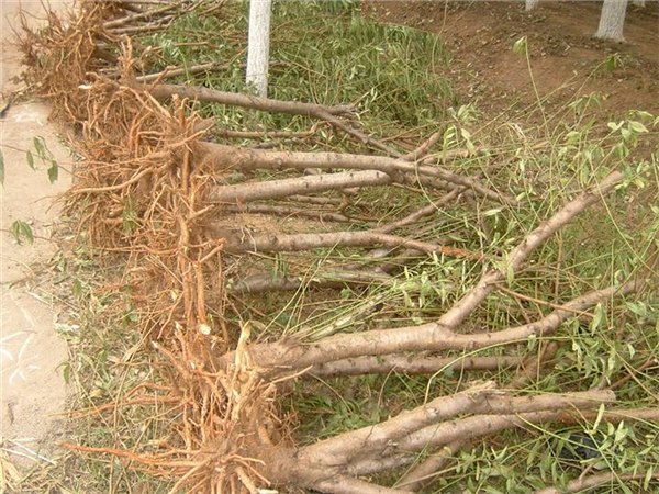 苹果树桃树樱桃树