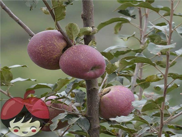 云南昭通苹果红富士苹果全国一件代发糖心丑苹果