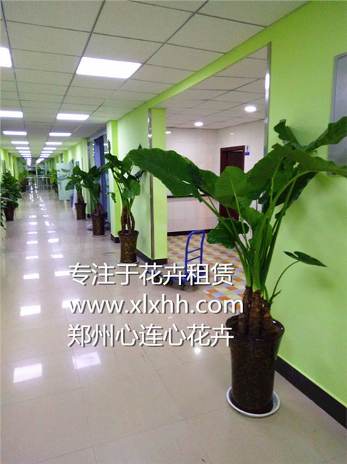 郑州心连心绿植租赁公司专注于办公室租花、品质始终如一