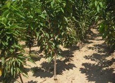 黑珍珠樱桃苗种植基地哪家好？昌黎顺发苗木更专业