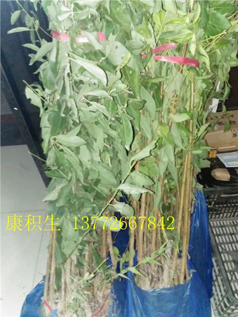 陕西桃树苗】杨凌桃树苗批发
