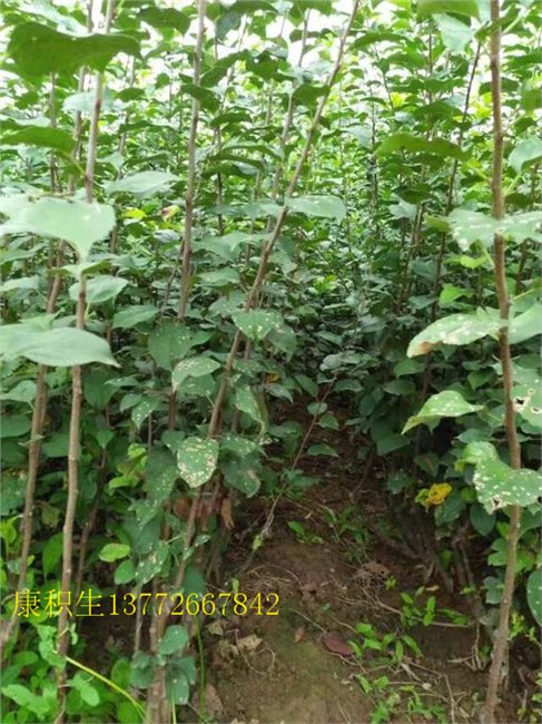三年生矮化苹果苗-陕西苹果苗 适合新疆地区栽种