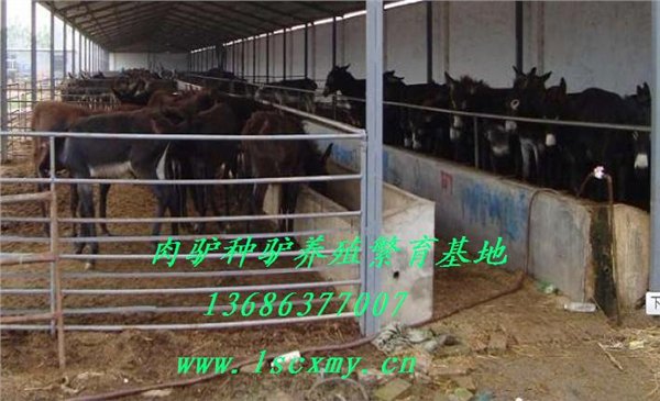 供应山东养驴场肉驴育肥技术肉驴市场行情价格