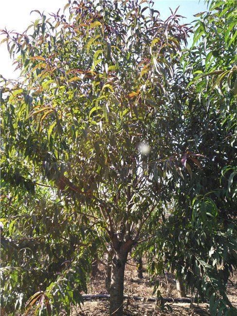 泰安碧桃树，泰安碧桃树苗，泰安碧桃树价格，泰安碧桃苗木