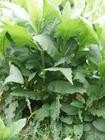 多年生优质牧草品种 串叶松香草种子  香槟草价格
