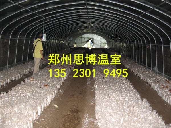 建造食用菌大棚用什么材料好?河南哪家大棚公司好