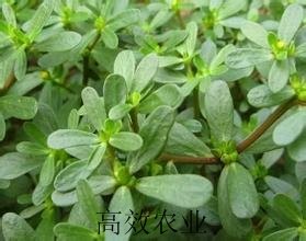 野菜种子批发 马齿苋种子价格