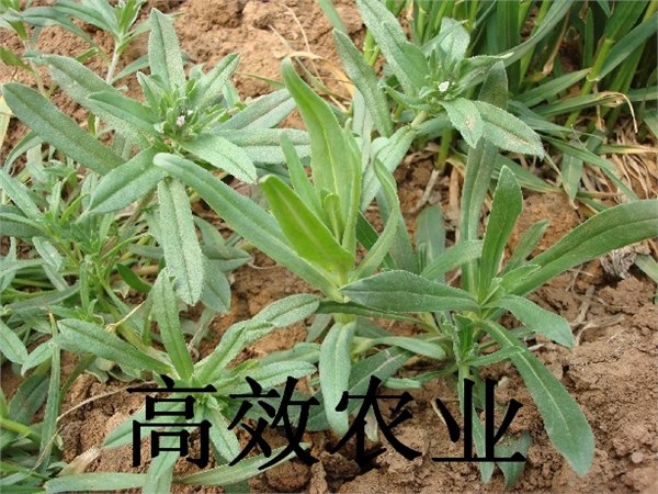 野菜种子 面条菜种子