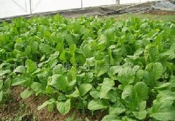 芝麻菜种子  央视每日农经推荐品种