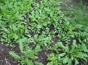 优质野菜种子济南批发 大叶荠菜种子