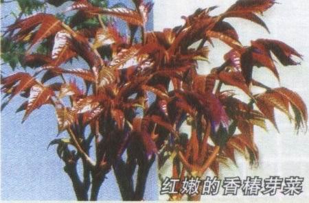 芽苗菜种子 香椿种子