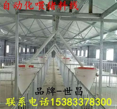 养猪设备围栏猪用限位栏图片猪场喂猪自动料线