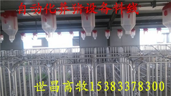 供应养猪设备专业安装自动料线喂猪设备限位栏明细