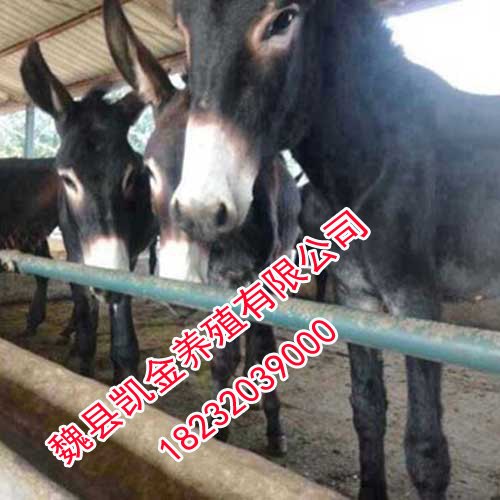 邯郸养驴场，凯金养殖为首家，技术好，价格实惠