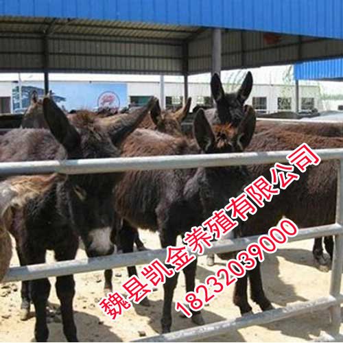 邯郸养驴基地，凯金养殖专业的批发基地