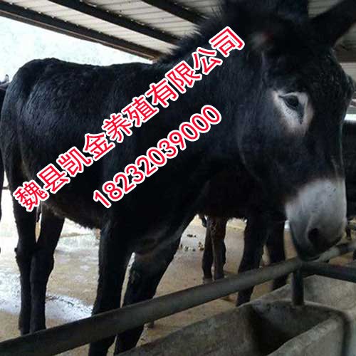 邯郸养驴基地，凯金养殖常年提供种驴，欢迎来购