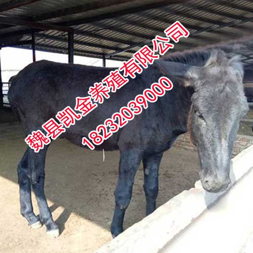 邯郸肉驴价格，邯郸大型挂牌牛驴场-凯金养殖