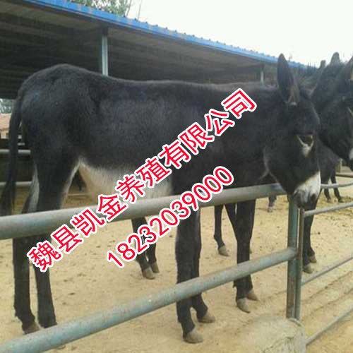 邯郸德州驴，凯金养殖-品种好，价格低