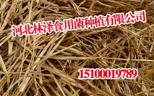 邯郸大量收购料麦草,邯郸大量收购料麦草批发,林泽食用菌