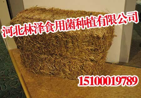 邯郸麦秸,邯郸麦秸厂家,林泽食用菌