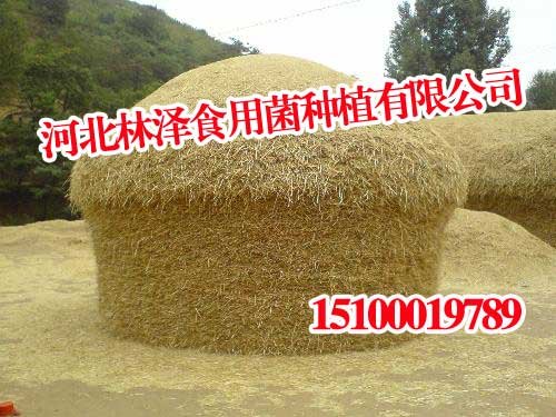 邯郸麦秸,邯郸麦秸公司,林泽食用菌