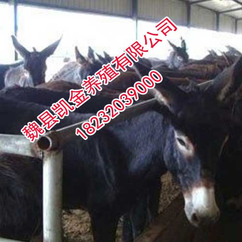 邯郸关中驴，凯金养殖全程技术帮扶
