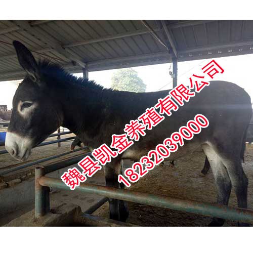 邯郸三粉驴，养殖安全放心-凯金养殖