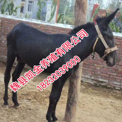 邯郸乌头驴，邯郸养驴基地-凯金养殖