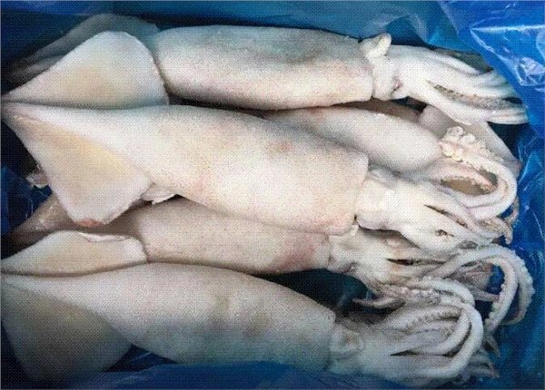 北朝鱿鱼-,山东鑫发渔业集团有限公司