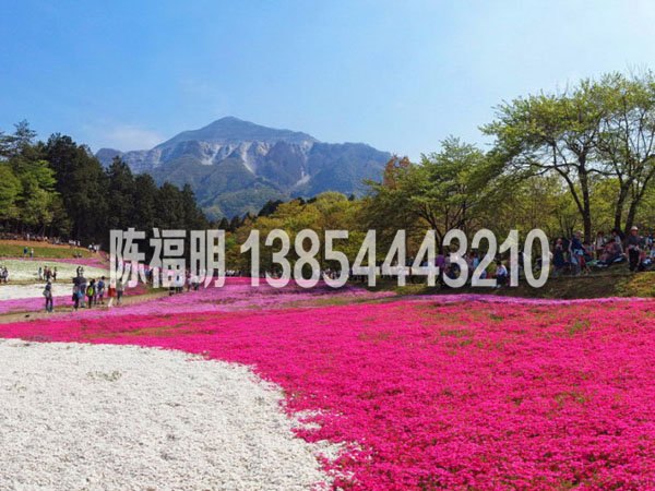 芝樱小苗种植哪家好
