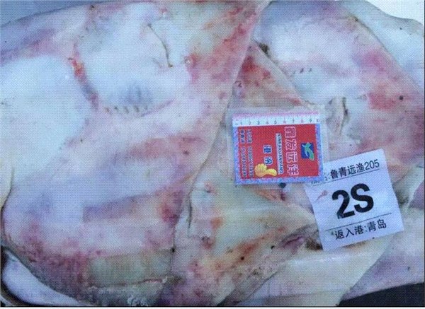 鳐鱼价格-,山东鑫发渔业集团有限公司
