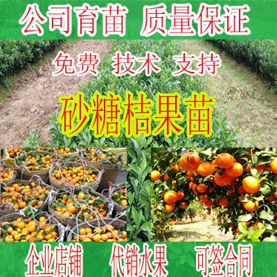 武宣哪里有沙糖桔苗木销售