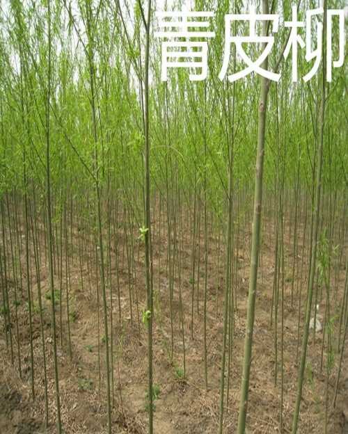 出售柳树苗种植基地-专业培育柳树苗种植基地