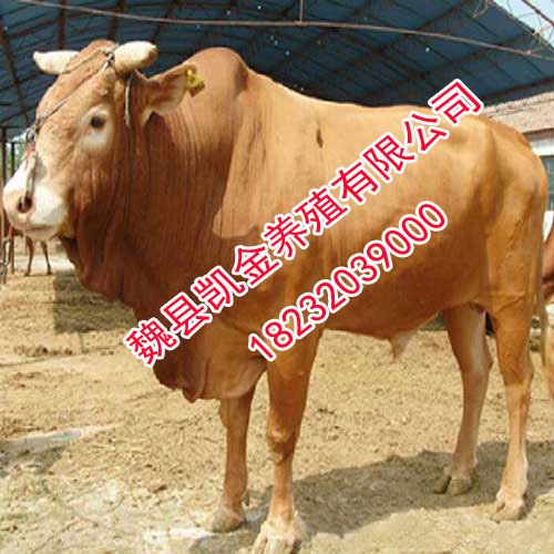 邯郸鲁西黄牛-邯郸鲁西黄牛养殖-认准凯金养殖