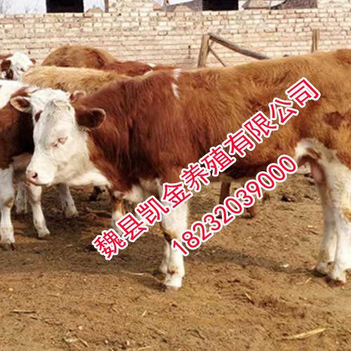 邯郸西门塔尔牛-凯金养殖-纯粮喂养