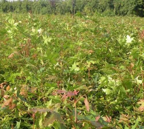 丛生五角枫种植基地精品五角枫种植基地
