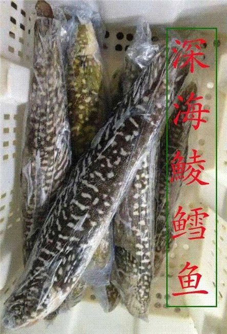 鲮鳕鱼价格-,山东鑫发渔业集团有限公司