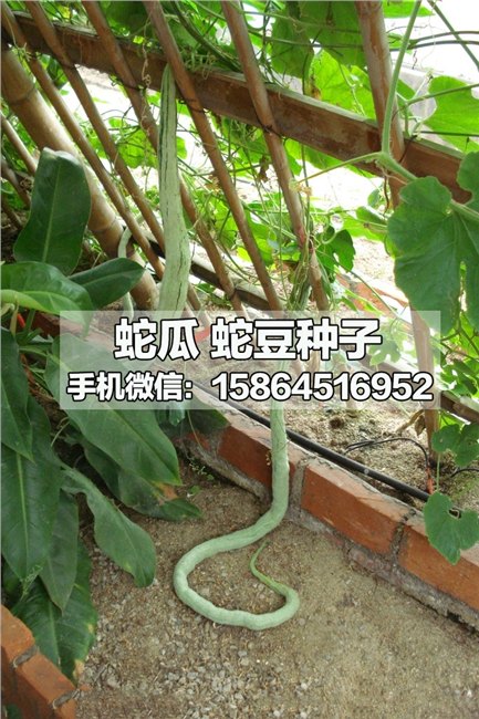 供应蛇瓜种子 蛇豆