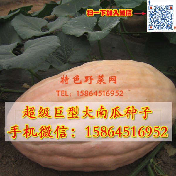 供应巨型特大品种 大南瓜种子