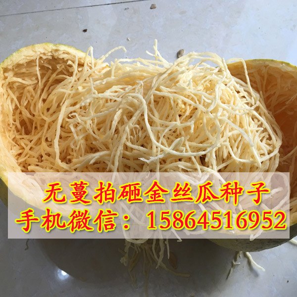 供应搅瓜 金丝瓜种子（植物海蛰丝）面条瓜