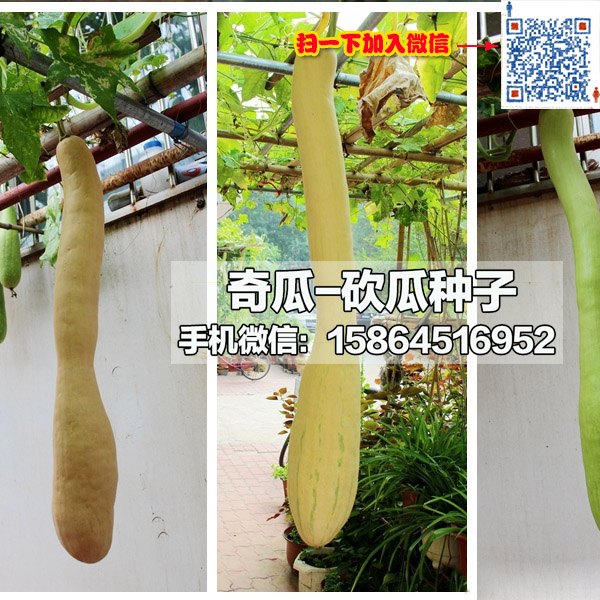 供应砍瓜种子批发 四季种植