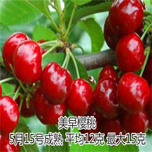 美早樱桃苗价格